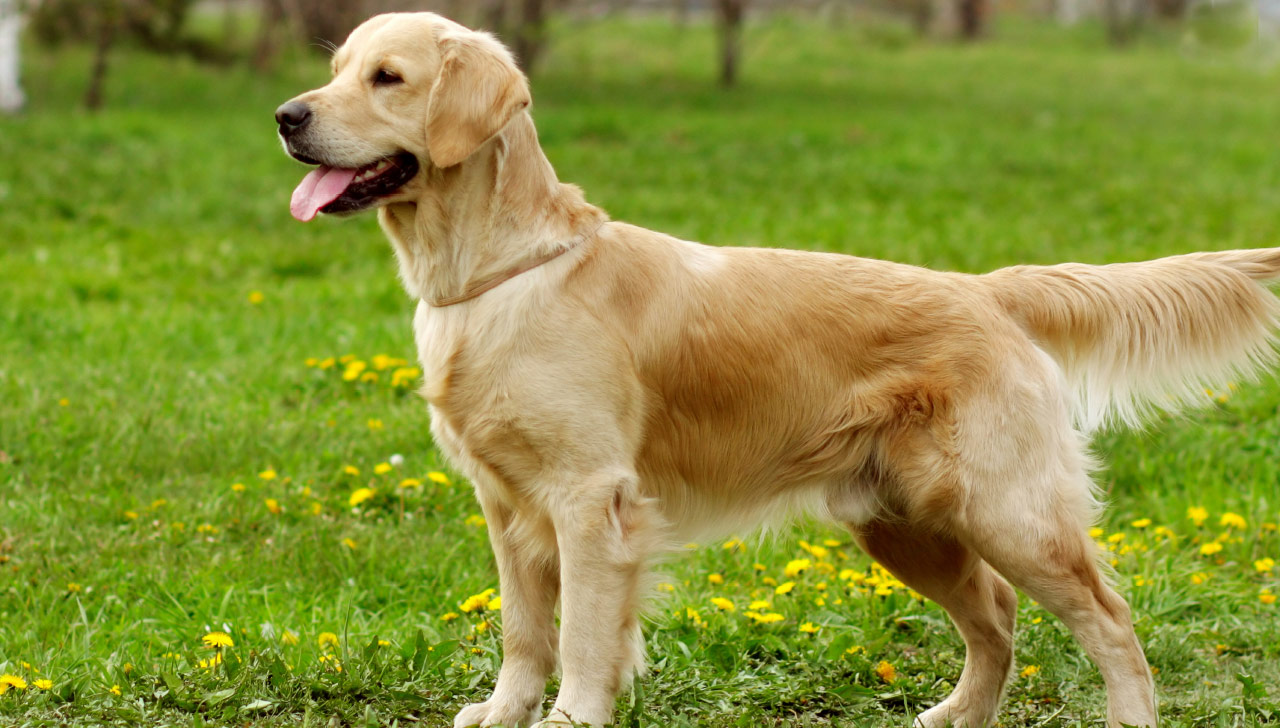 A Guide to Dog Coat Types - Orvis News