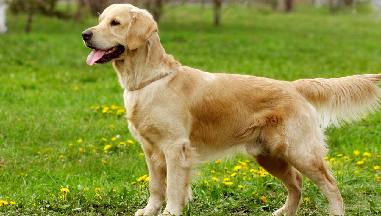 Dogs with thick clearance hair