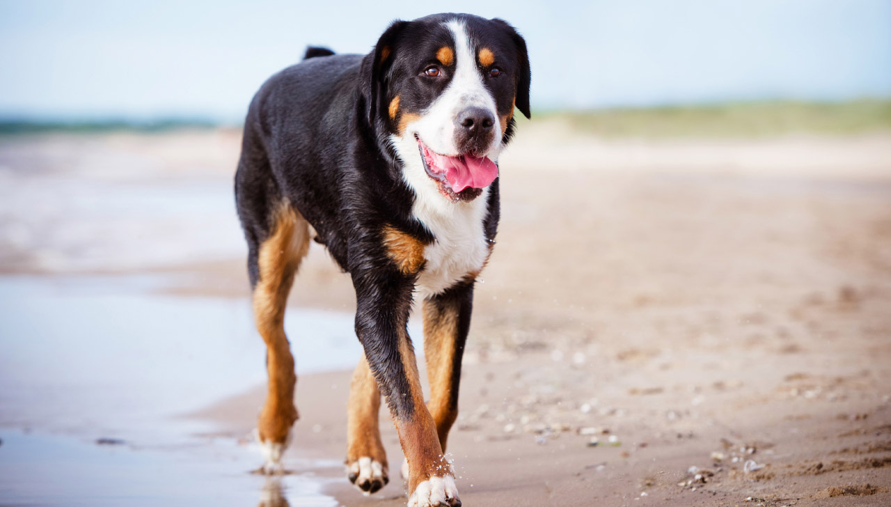 Greater Swiss Mountain Dog All About Dogs