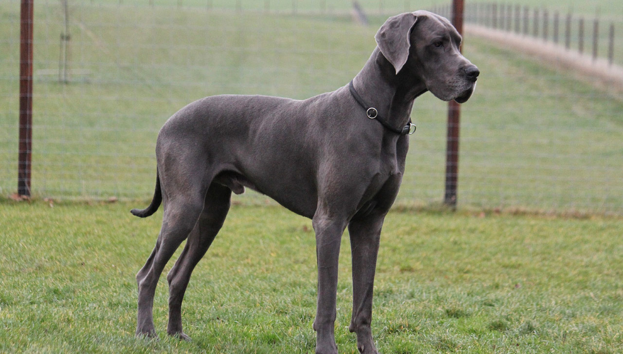 great dane cropped tail