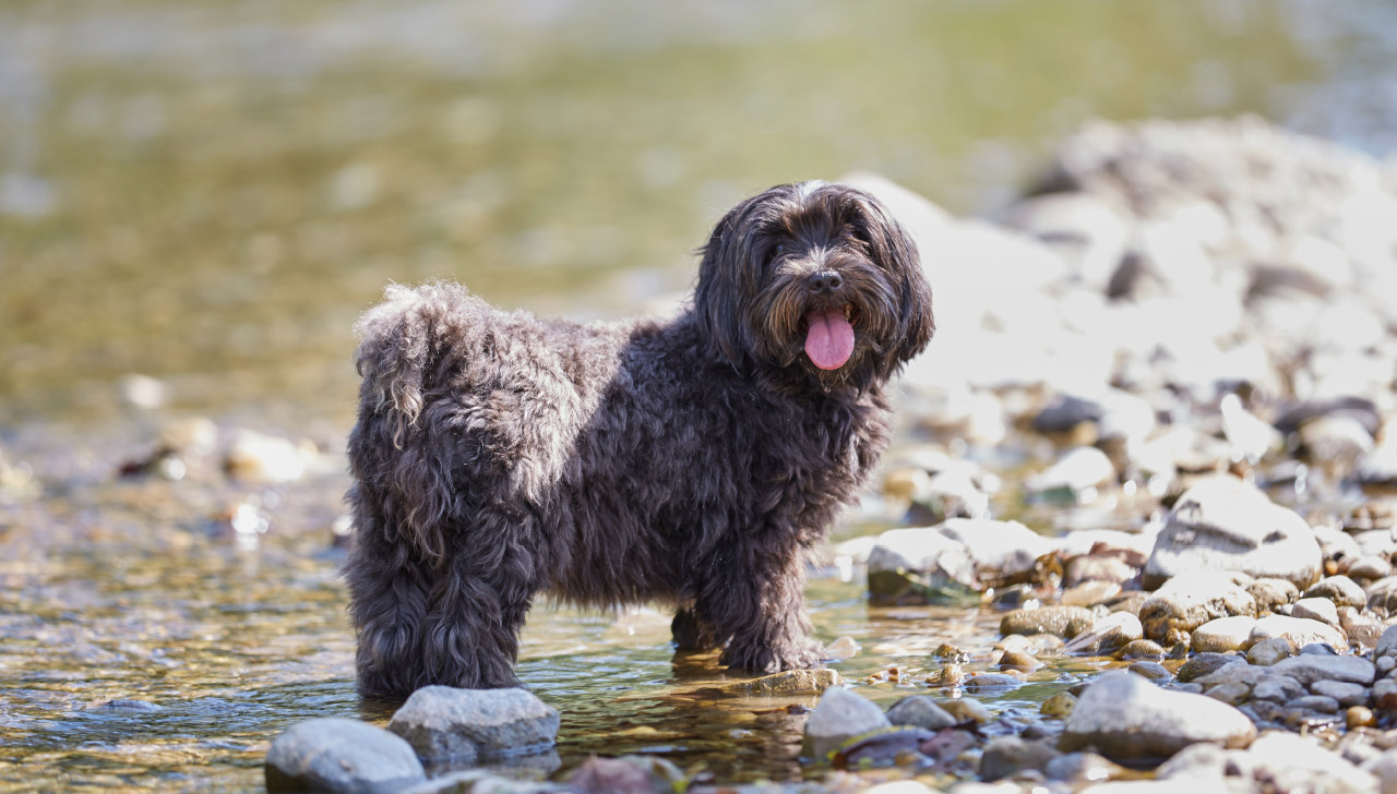 havanese dog long haired