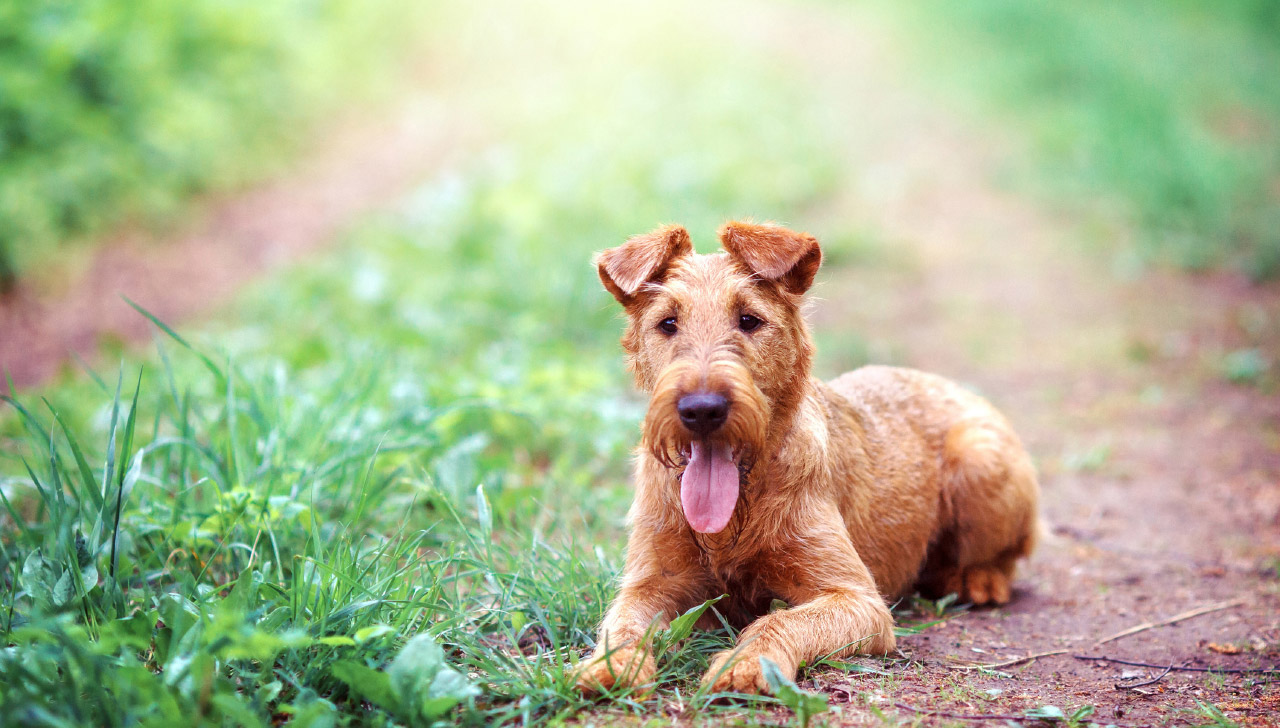 Irish Terrier All About Dogs
