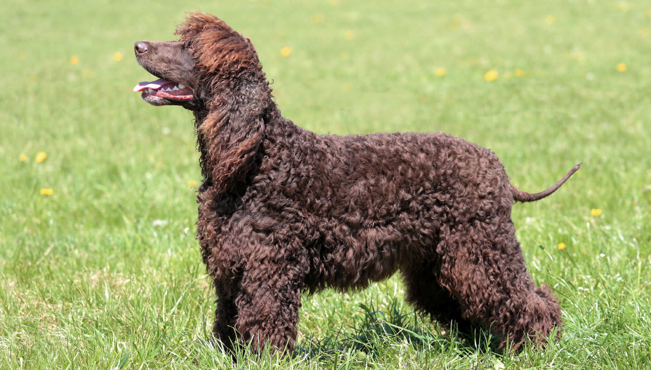 Irish Water Spaniel All About Dogs