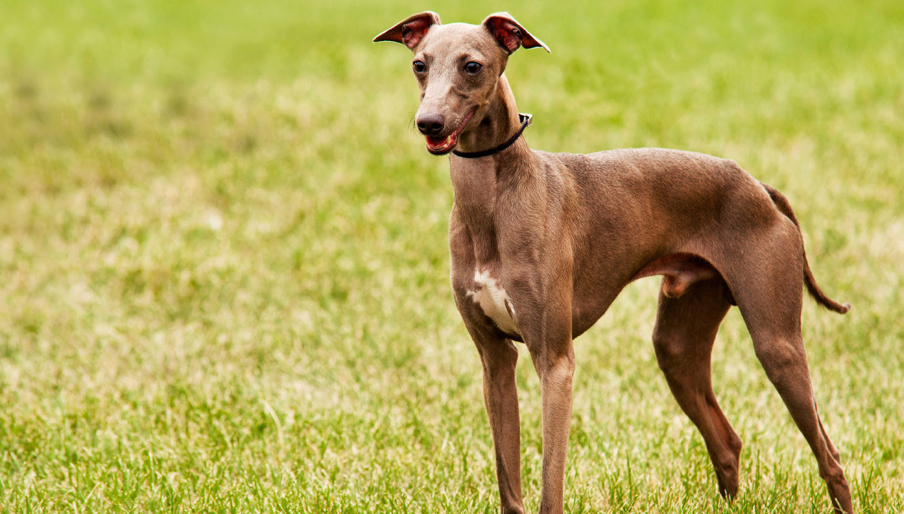 Italian Greyhound - All About Dogs
