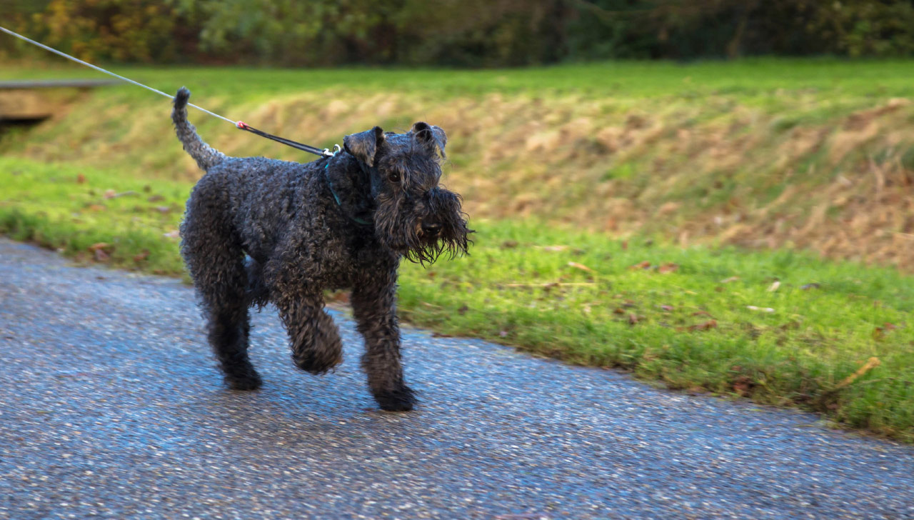 Kerry Blue Terrier All About Dogs