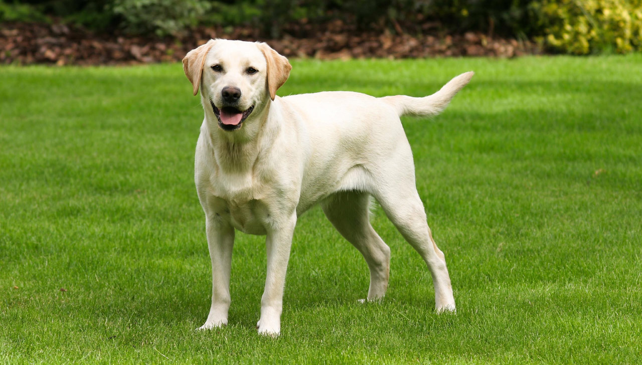 labrador and retriever