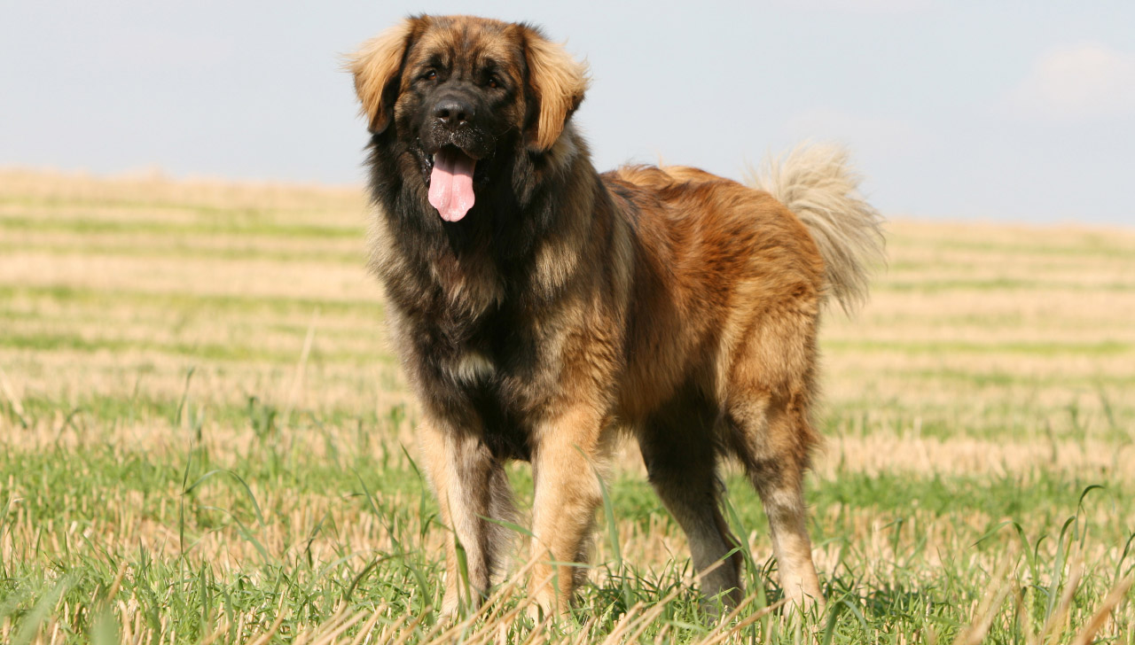 dogs 101 leonberger