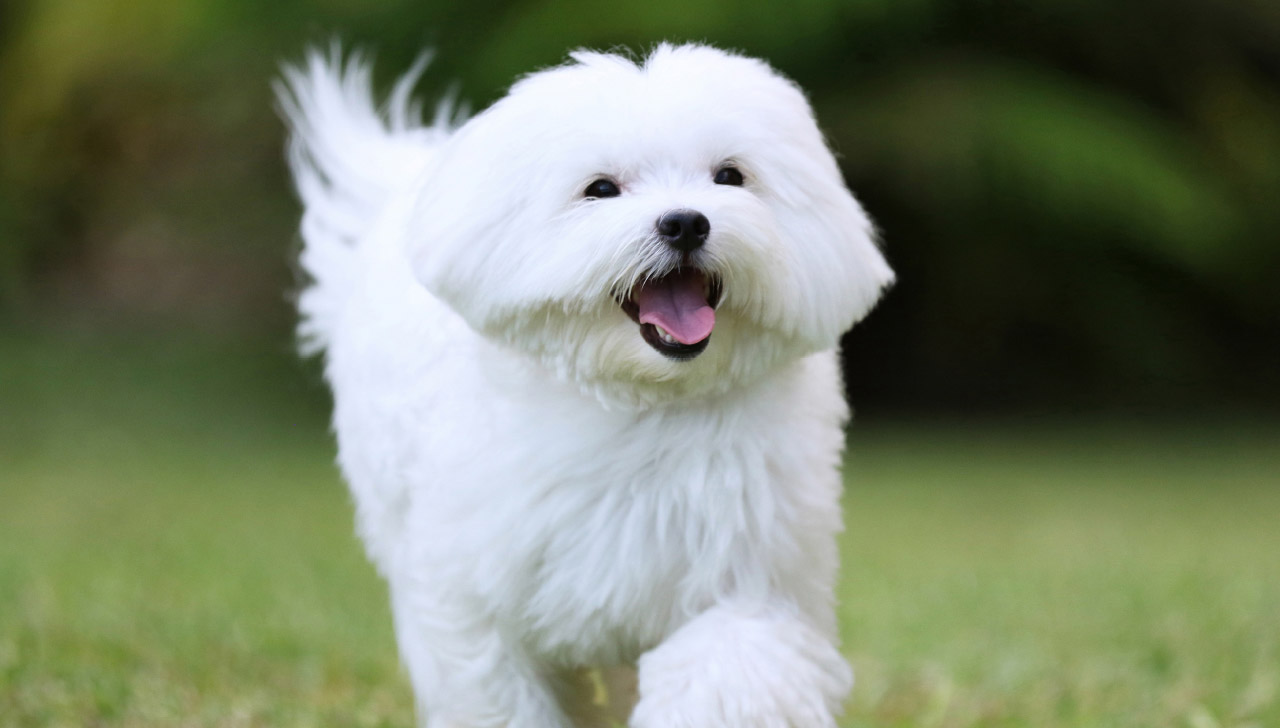 maltese looking dog