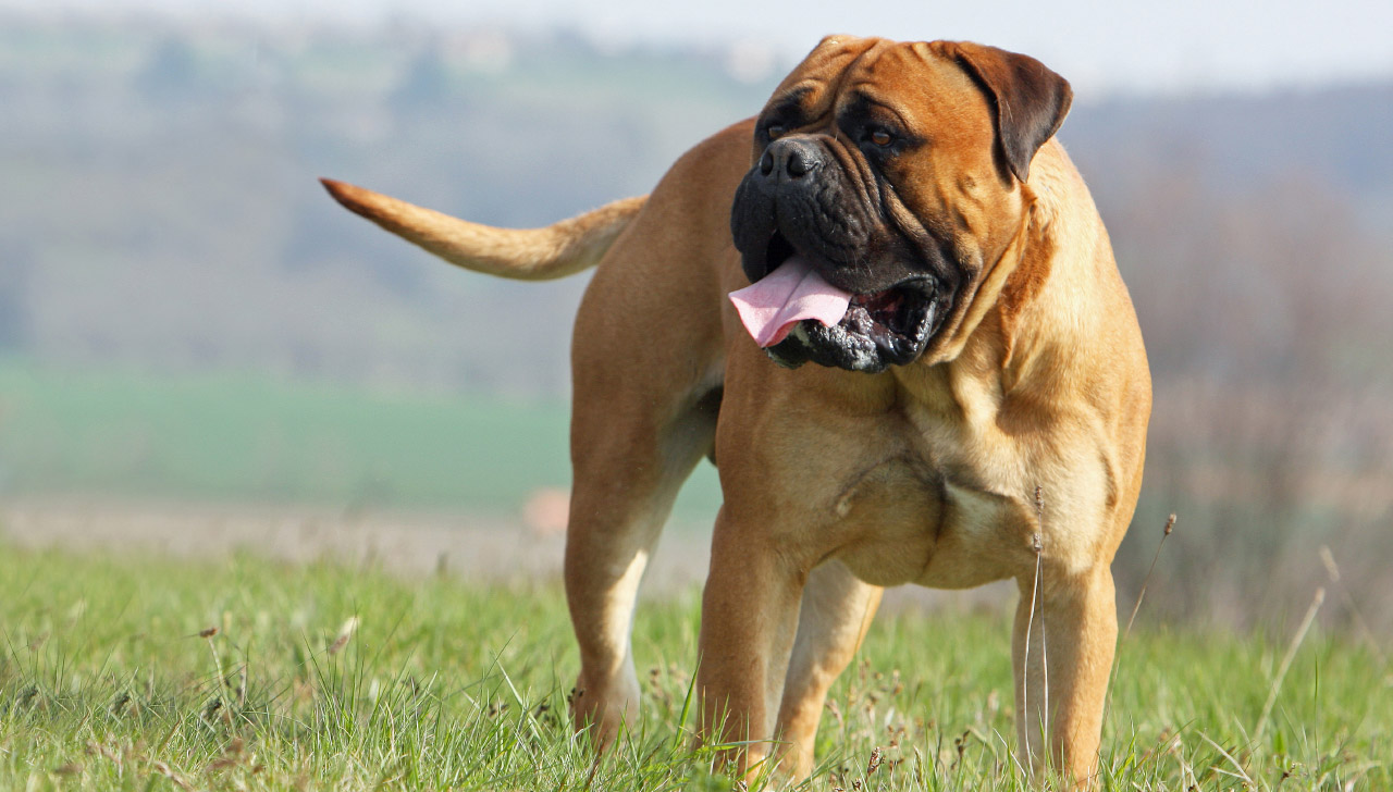 bullmastiff seizures