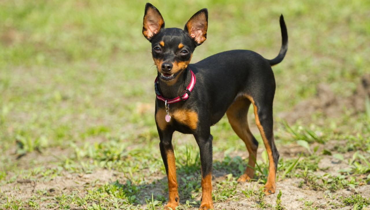 miniature pinscher with chihuahua