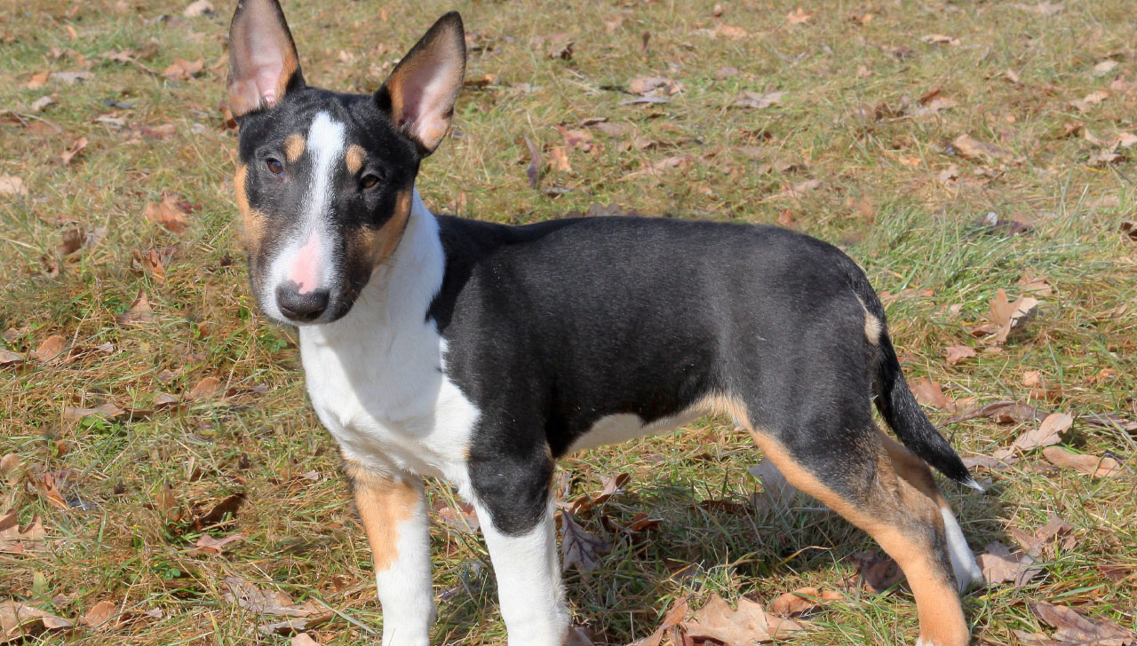 miniature english bull terrier