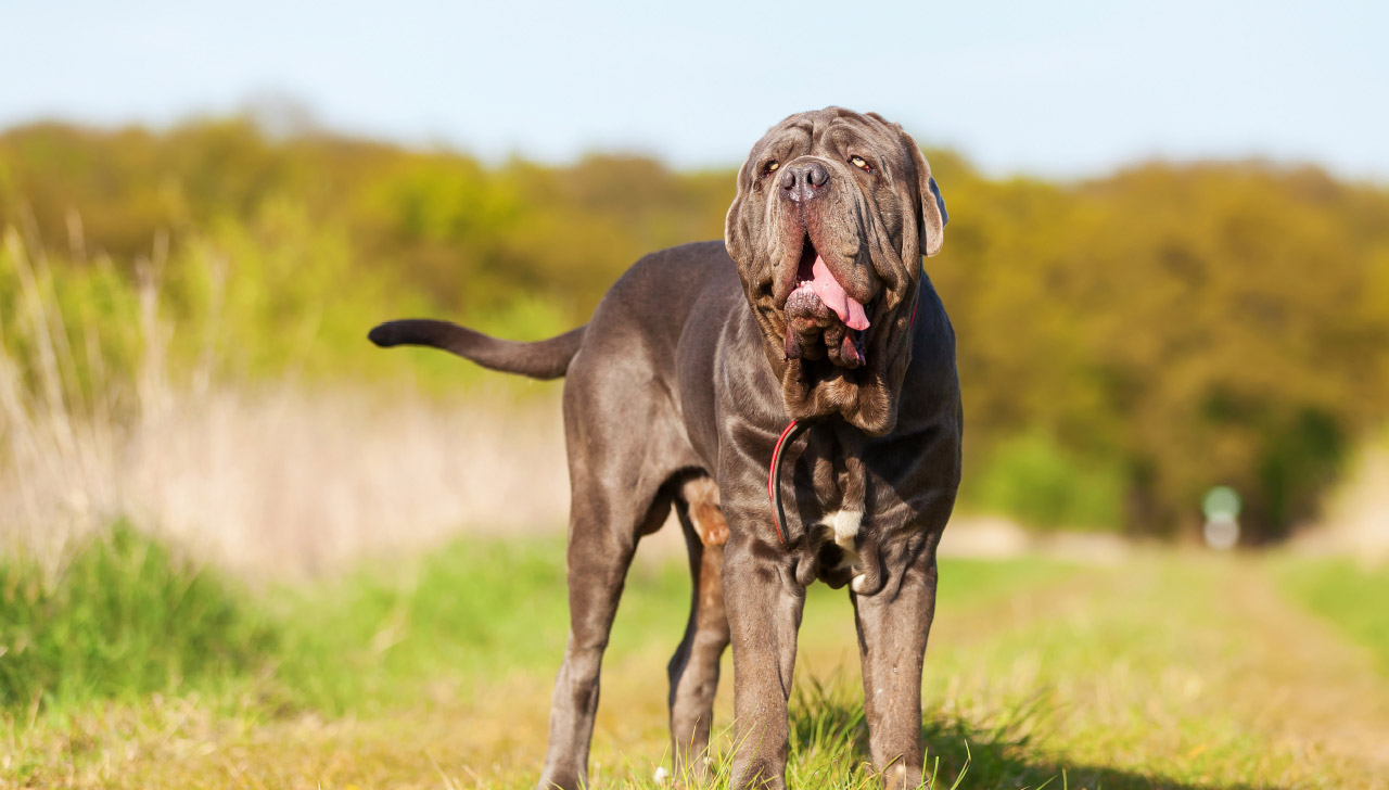 neapolitan mastiff guard dog