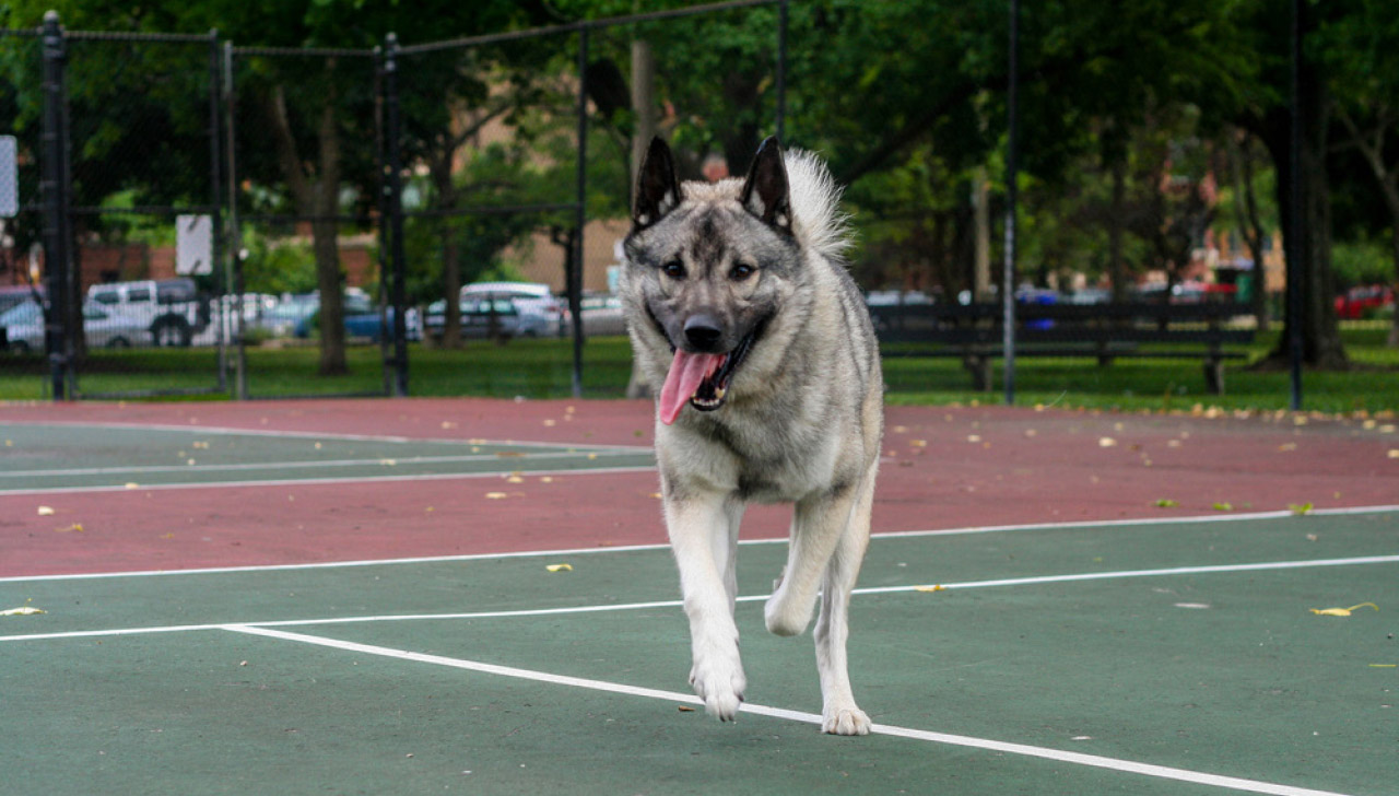 norwegian elkhound grooming