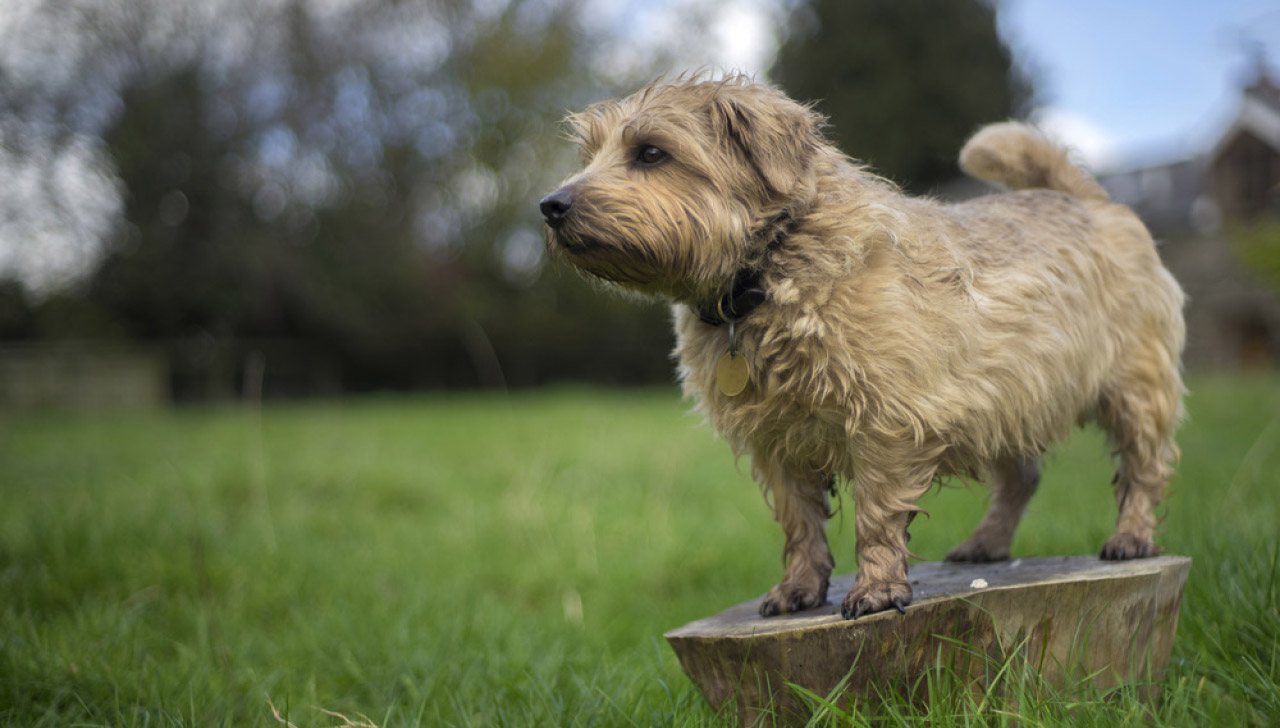 Norfolk Terrier All About Dogs