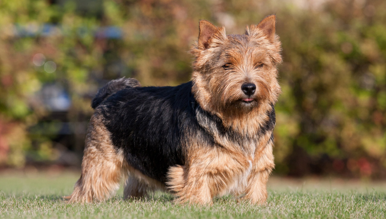 Norwich Terrier All About Dogs