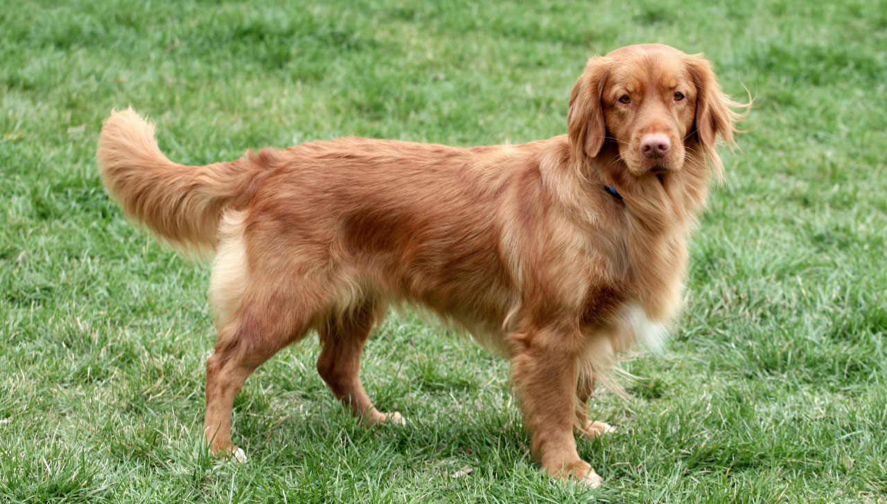 nova scotia duck tolling retriever