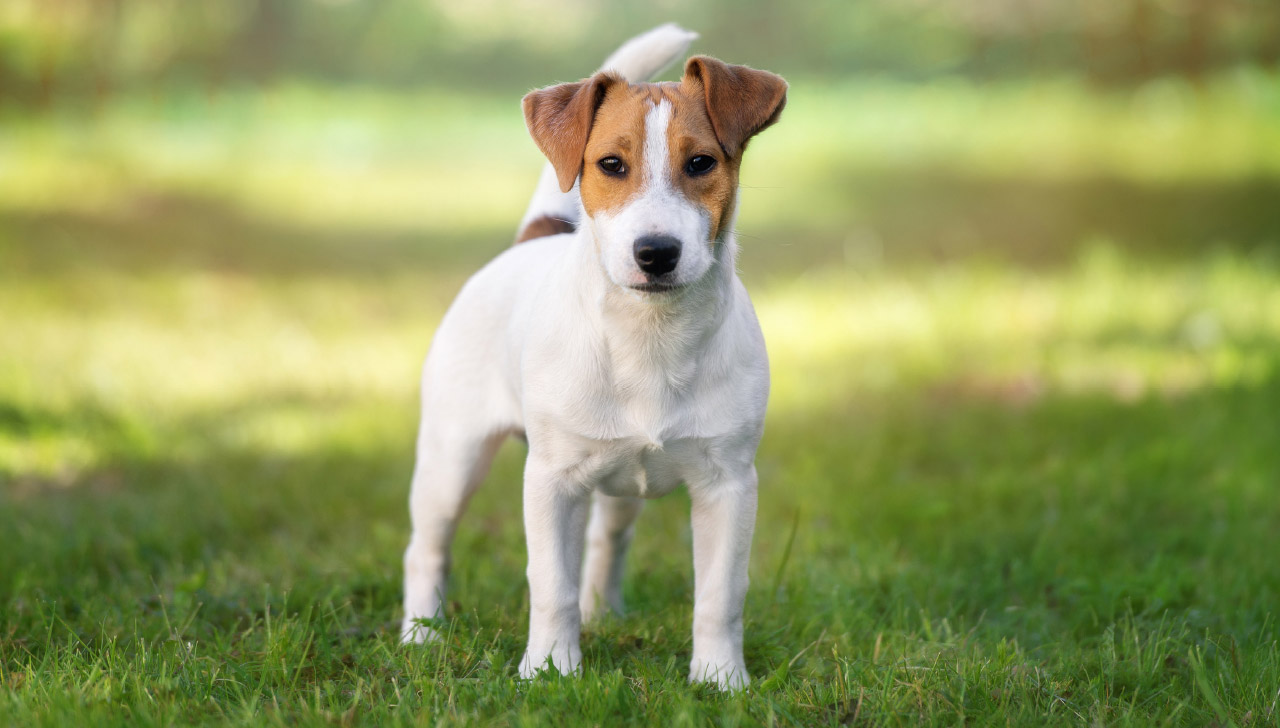 parcel jack russell terrier