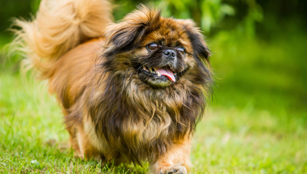 dogs like pekingese