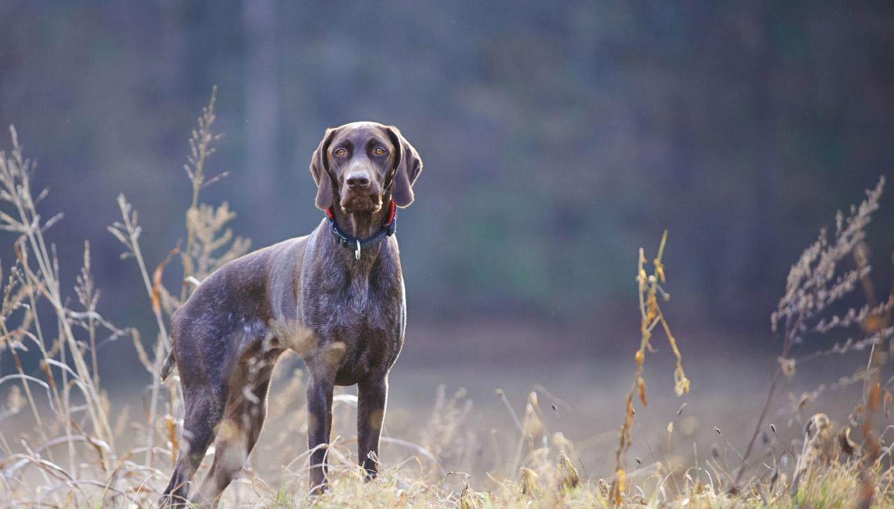 training gsp puppy