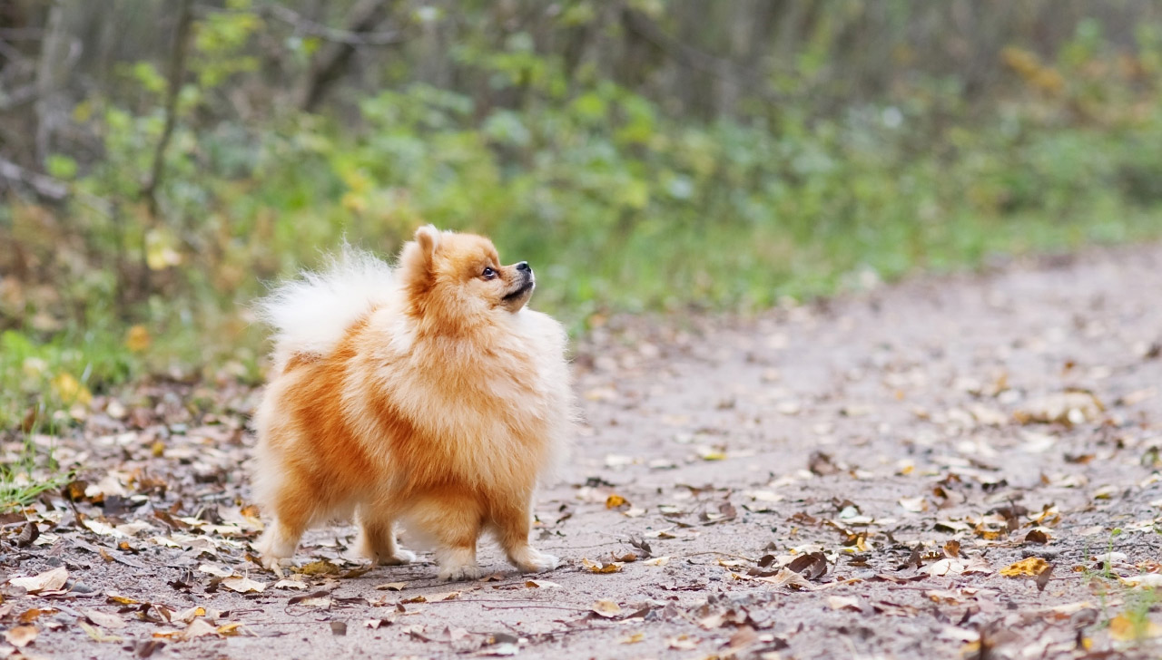 throwback pomeranian