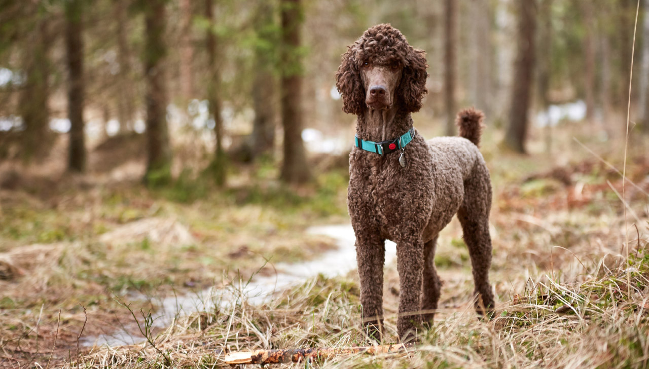 poodles used for hunting