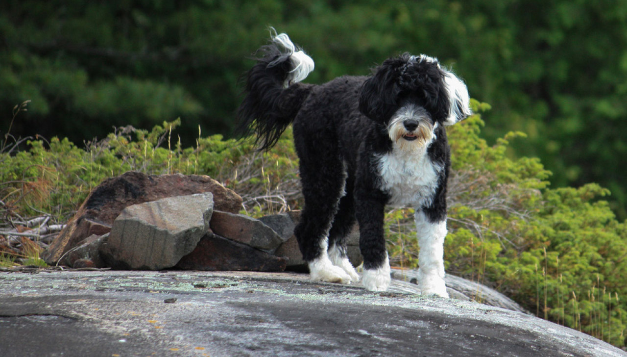 Portuguese Water Dog All About Dogs