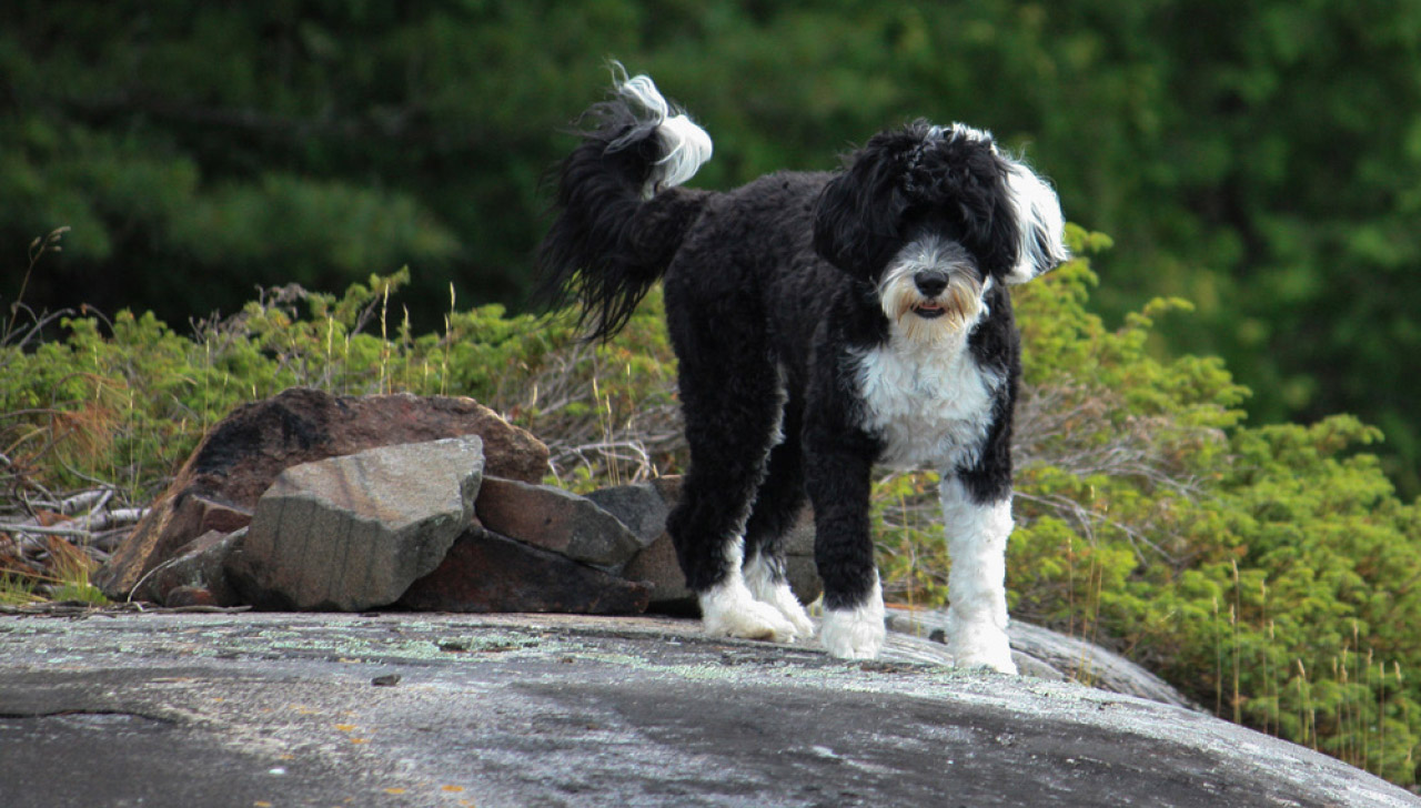 curly haired sheepdog