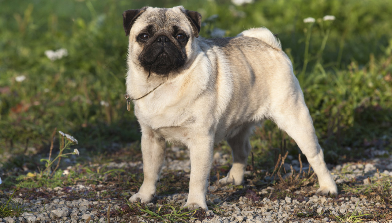 vitamins for pugs