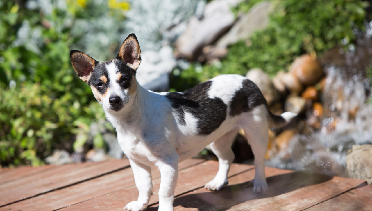 do rat terriers shed