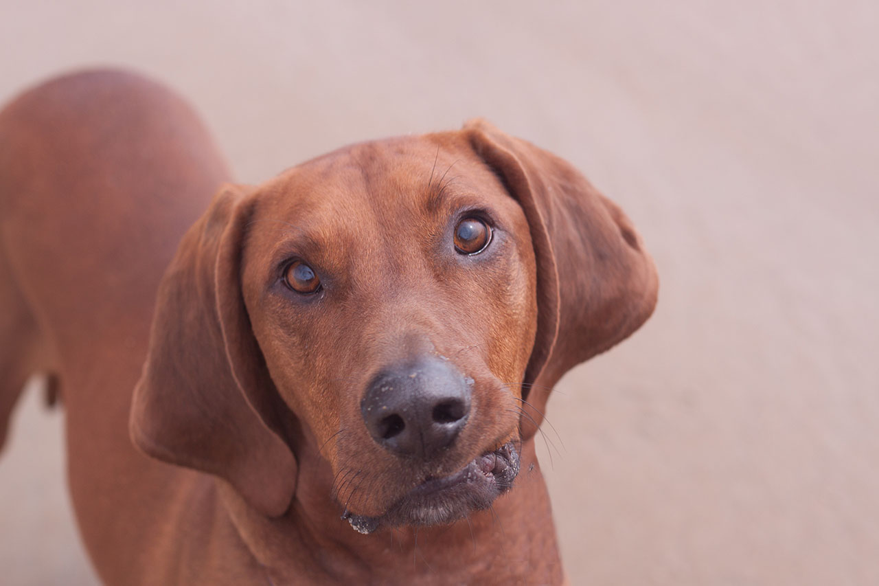 redbone coonhound temperament energetic