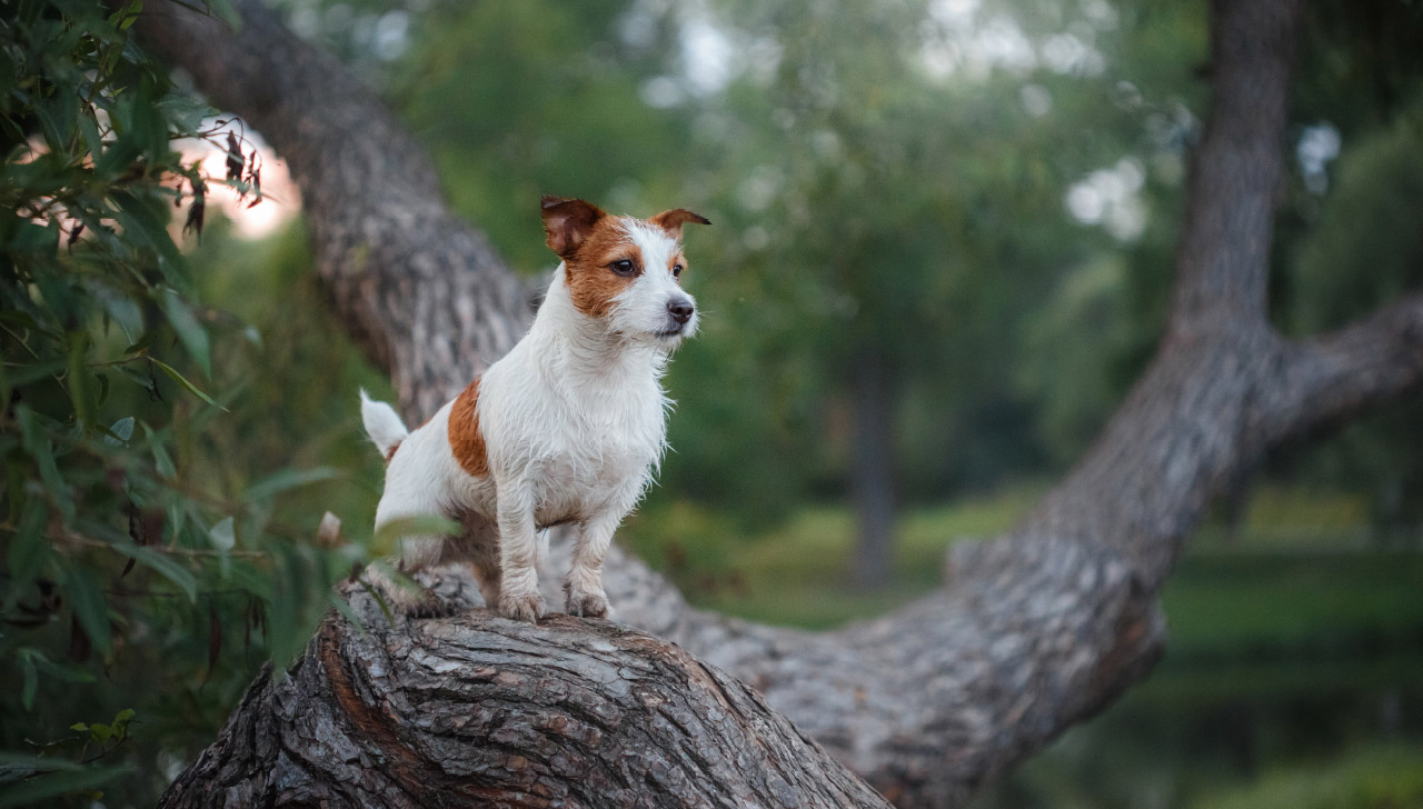 Black and tan jack russell gifts women