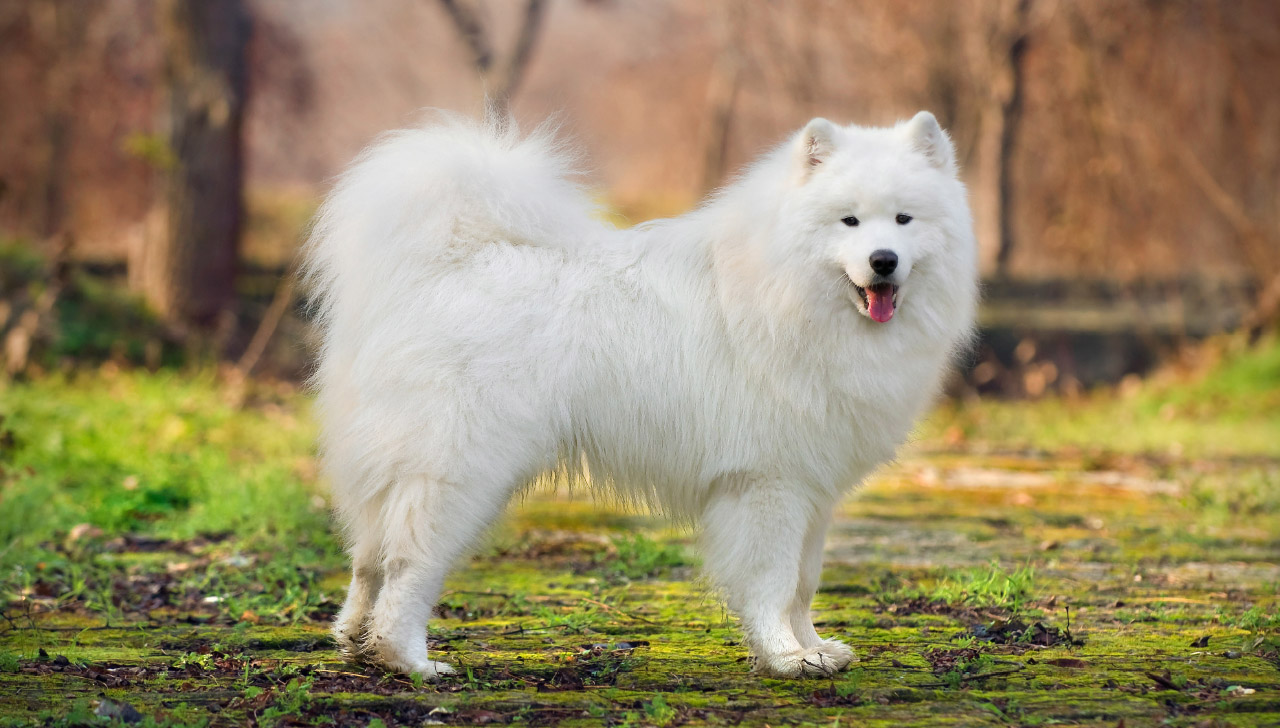 Samoyed All About Dogs