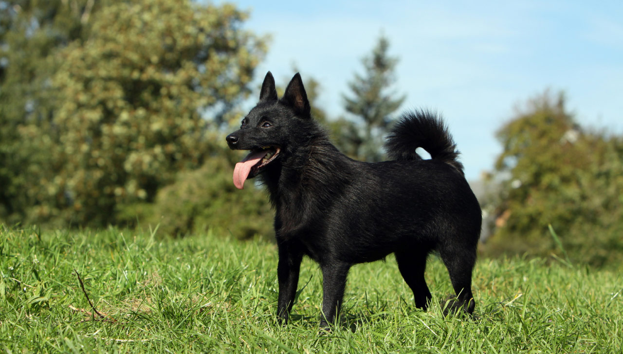 schipperke dog