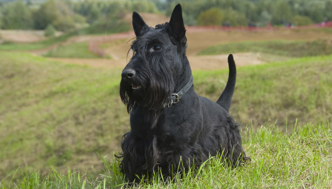 Scottish Terrier All About Dogs