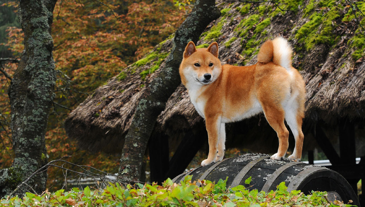 shiba inu dog