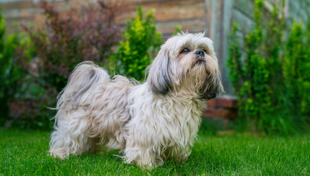 standard type shih tzu