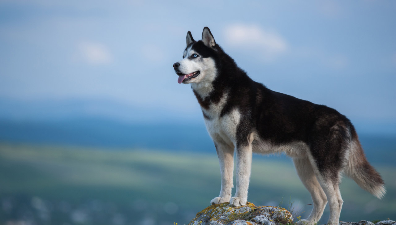 husky in boots