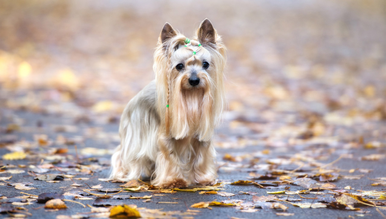 silkie dog