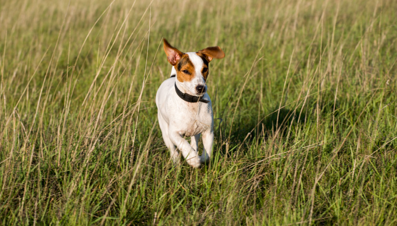 Smooth Fox Terrier All About Dogs