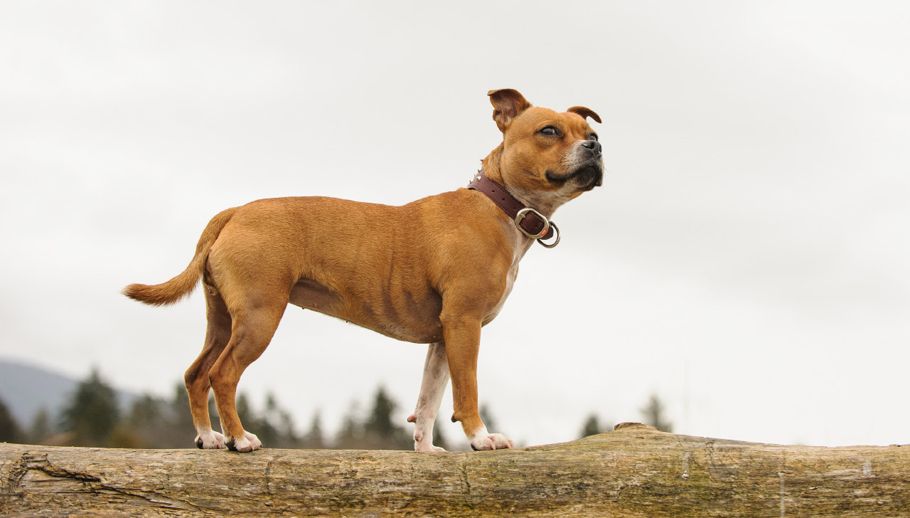 Are American Staffordshire Terrier Hypoallergenic