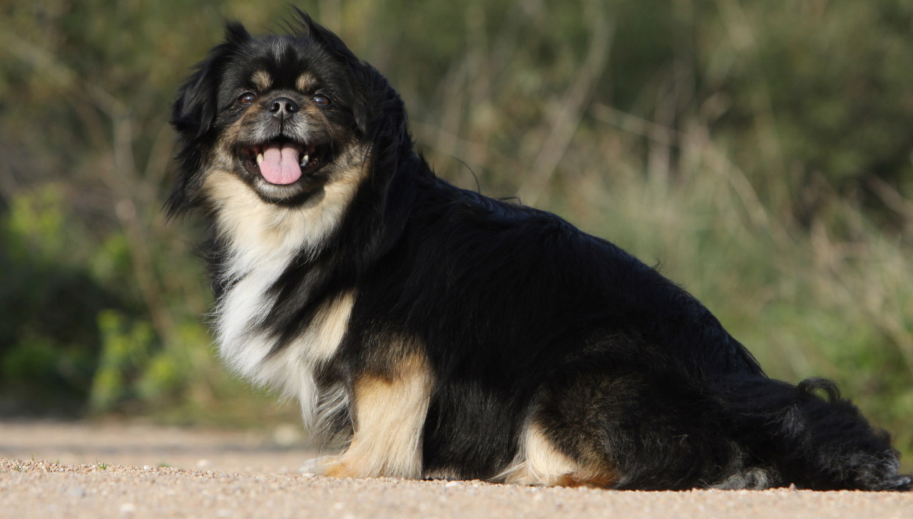 Tibetan Spaniel All About Dogs