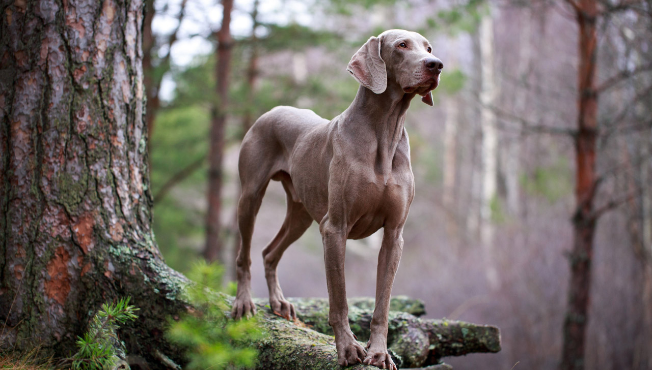 Weimaraner - All About Dogs