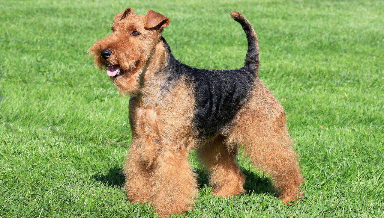 Welsh Terrier - All About Dogs