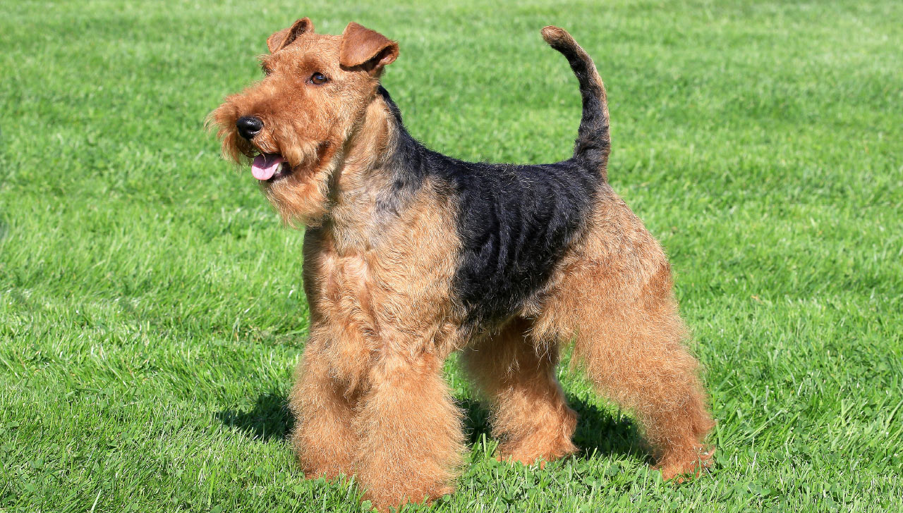 small airedale terrier