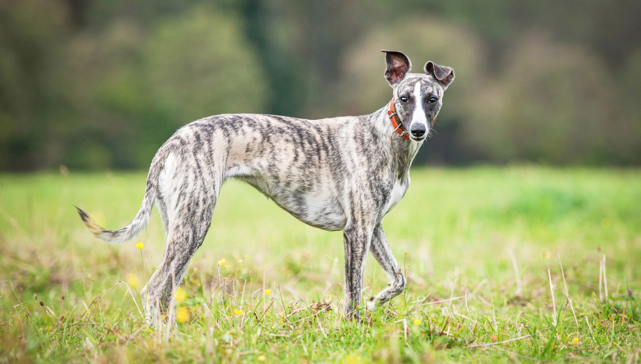 whippet hunting dog