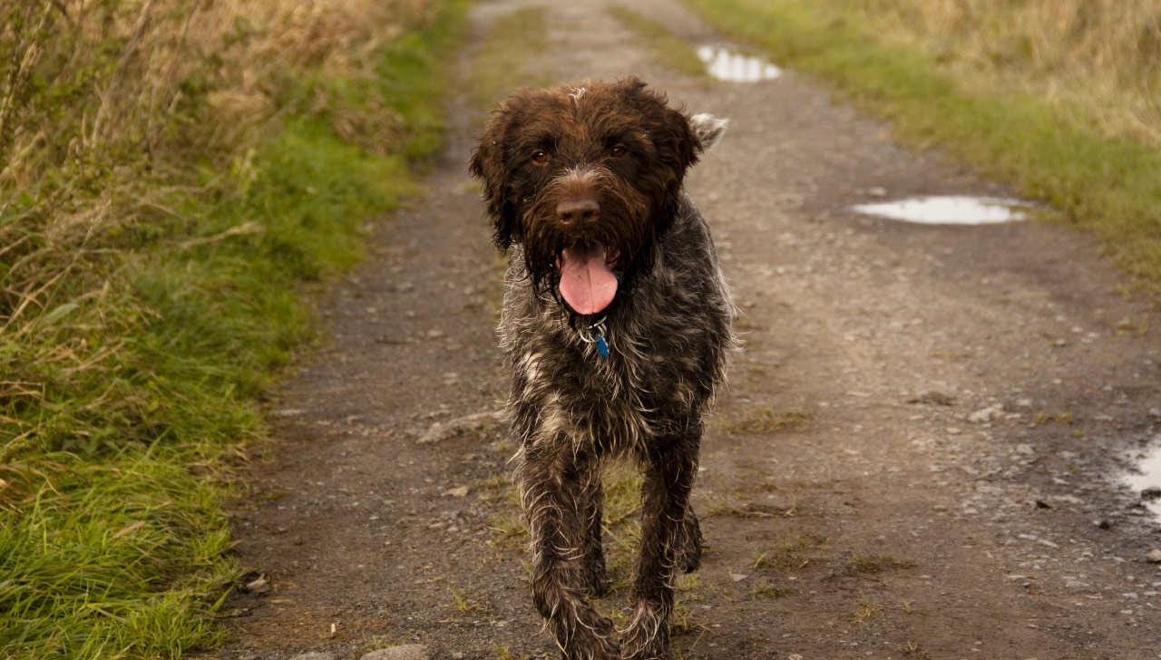 Wirehaired Pointing Griffon All About Dogs