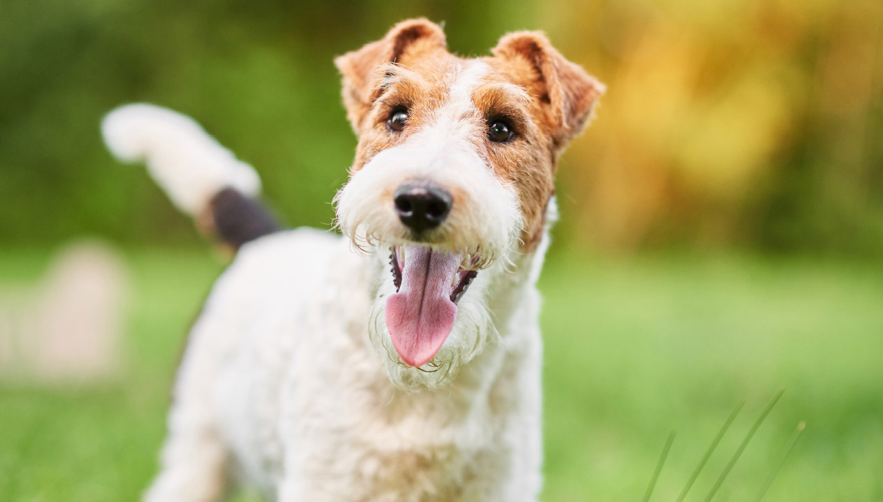 the wire fox terrier