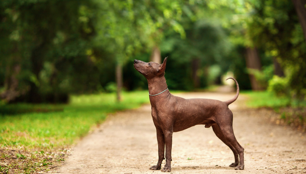 Xoloitzcuintli All About Dogs