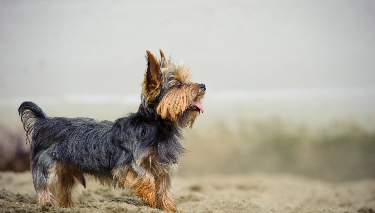 yorkie guard dog