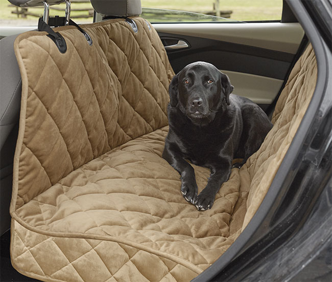 How to Remove Dog Stains and Smells From Your Car - Orvis News